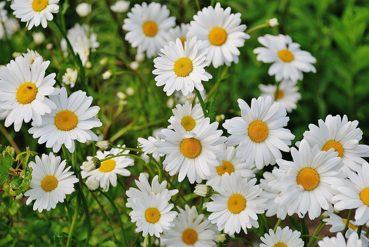 daisy, flower, spring-165292.jpg